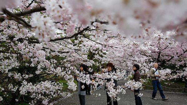 Tokyo’da Ueno Parkı’nda Sakura Sezonu Pikniklerle Başladı