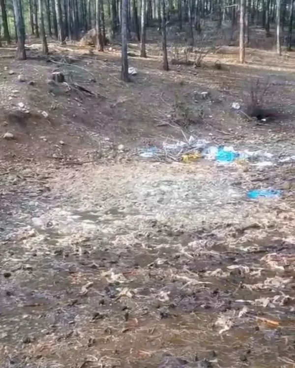 Tarsus Ormanına Yüzlerce Ölü Tavuk Atıldı, Sağlık Endişesi Oluştu