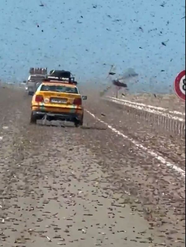 Batı Sahra'da Dev Çekirge Sürüleri Otoyolu Kapladı