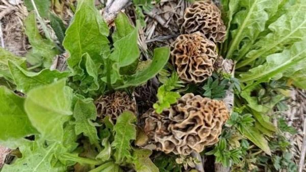 Kütahya’da Kuzugöbeği Mantarına Yoğun Talep: Kilosu 1000 Liradan Satılıyor