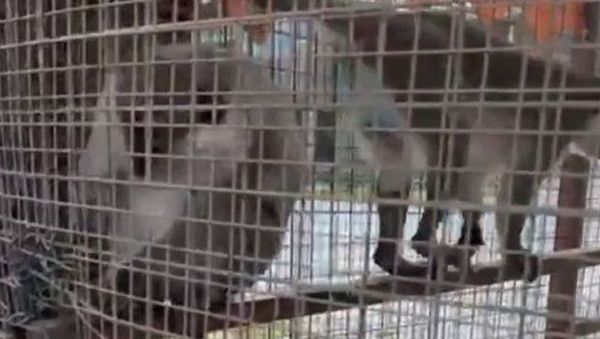 Denizli'de Özel Havuzda Üç Örümcek Maymunu Yakalandı