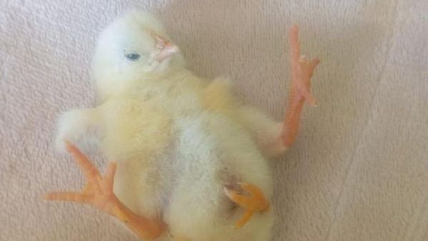 Diyarbakır Ortaviran Köyünde Dört Ayaklı Civciv Görüldü