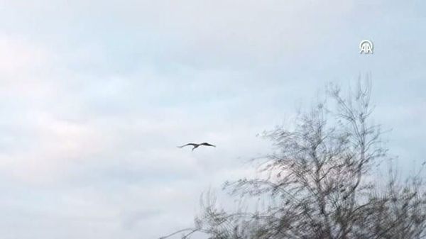 Yaren Leylek, 15. Göç Yılında Adem Yılmaz'ın Kayığına Erken Kondu